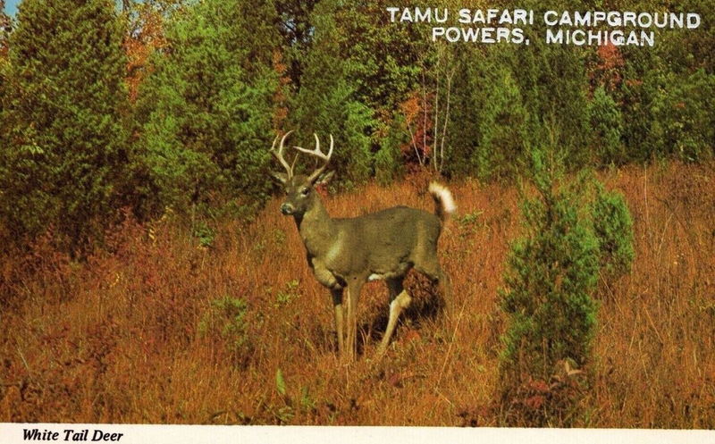 Tamu Safari Campground - Vintage Postcard (newer photo)